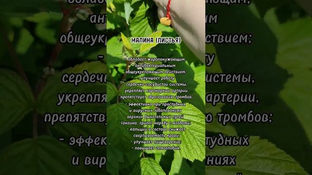 Витаминный чай из растений на приусадебном участке #народнаямедицина смотреть онлайн