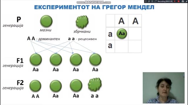 ЕКСПЕРИМЕТОТ НА ГРЕГОР МЕНДЕЛ СО ГРАШОК - НЕТКА ДИМОСКА смотреть онлайн