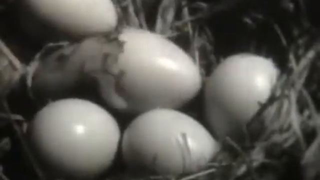 Гнездование птенцовых птиц