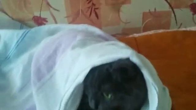 Кот укутался в простыне смотреть онлайн