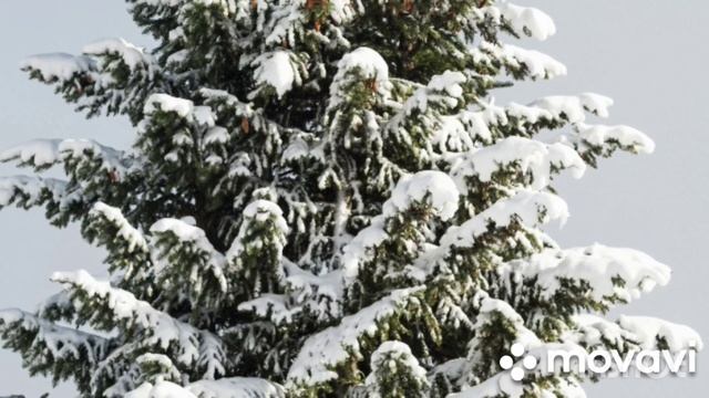 Ян Сибелиус - 