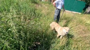 Заимка на Урале | Кто гадит на самом деле | Война с соседями | История покупки Дома на заимке