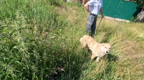 Заимка на Урале | Кто гадит на самом деле | Война с соседями | История покупки Дома на заимке