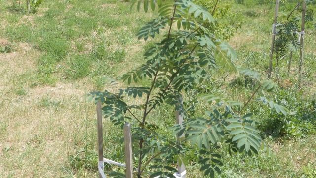 Нижний Новгород 10. Сормово. 2 день. Экологи