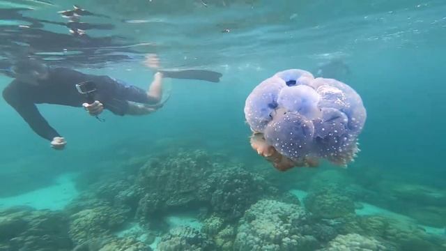 Cigar Jelly fish|Nature MRM|video Nature Meditation relaxing clips video смотреть онлайн