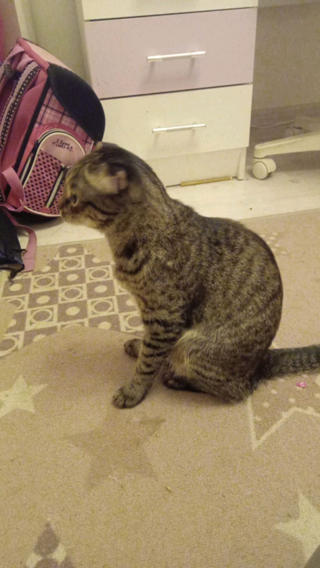 котик смотрит три кота смотреть онлайн