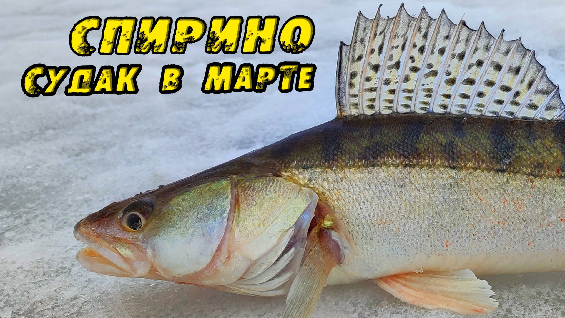 ХАПОК на Переправе!! Мелочь АТАКУЕТ! Зимняя рыбалка в СПИРИНО. СУДАК НА ВИБЫ зимой 2023! смотреть онлайн