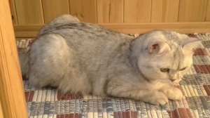 кошка чихает