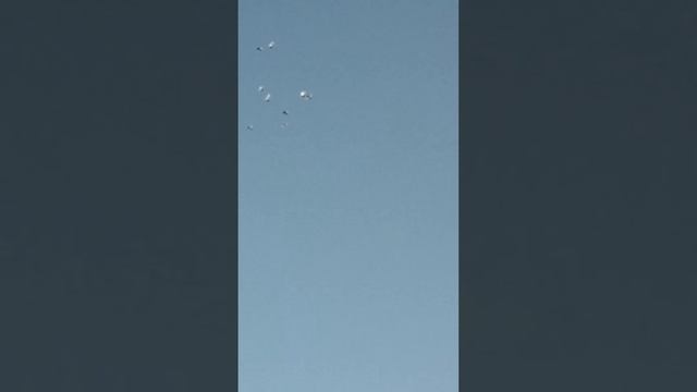 Урюпинске голуби молодняк в полёте. смотреть онлайн