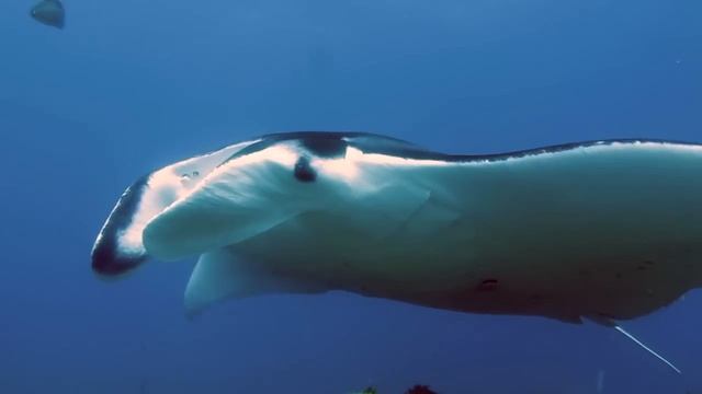Manta Ray Scuba Diving Stradbroke Island November 2014 HD смотреть онлайн
