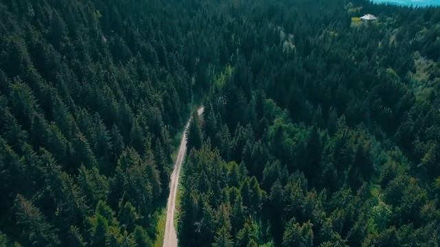 Лучшие деревья смотреть онлайн