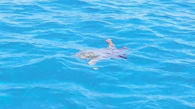 Головастая морская черепаха Логгерхед всплывает на поверхность смотреть онлайн