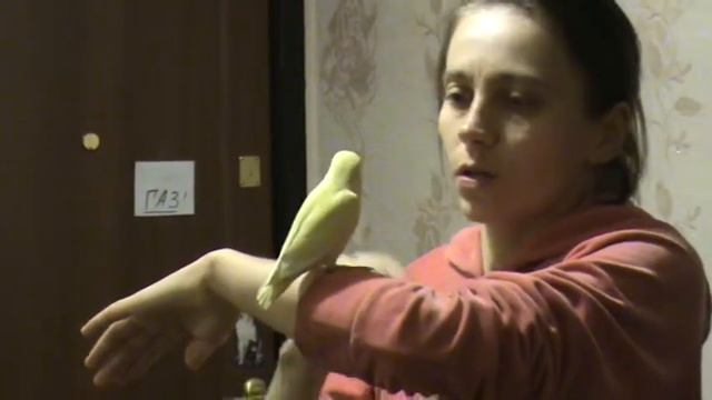 птенцы неразлучника (креминка) смотреть онлайн