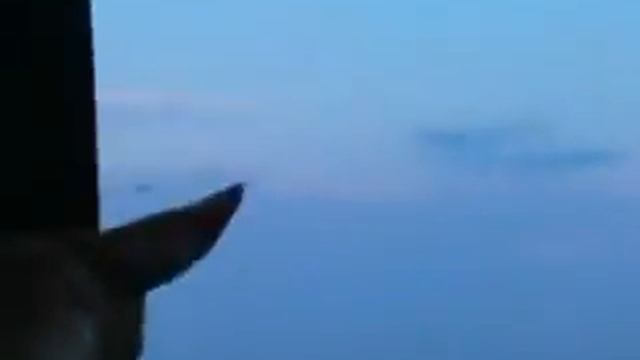 Собака истребляет комаров