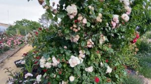 Большой обзор сортов Роз , Часть 1 ,Great view of the Rose Garden #garden #rosé
