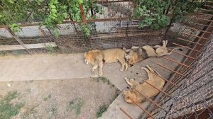 Крым. сафари парк Тайган. обзор. 24 июня 2024 год.