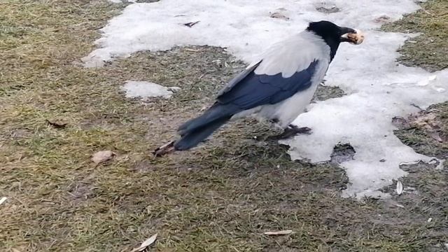 Молодая ворона борется с грецким орехом \ Young crow wrestles with a walnut смотреть онлайн
