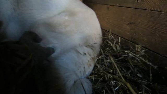 Щенки хотят кушать/Лайкам по яйцу/ смотреть онлайн