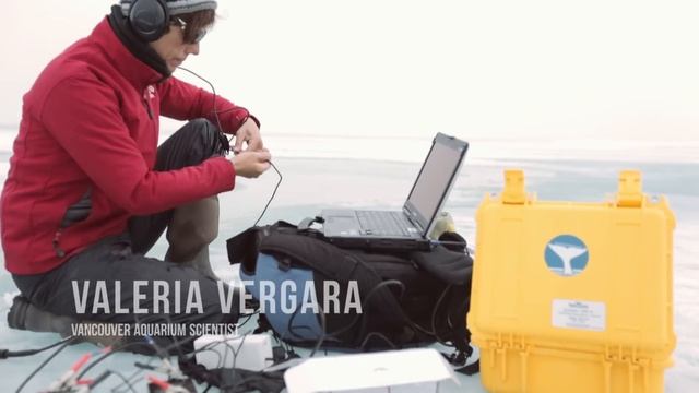 Beluga Photo-Identification with Nansen Weber смотреть онлайн