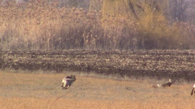 Охота на зайца с собаками 01.01.25г