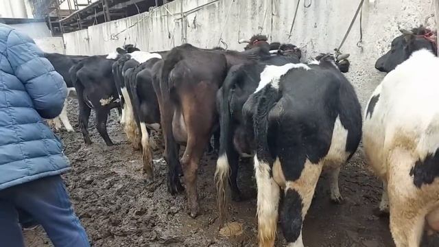 Молбозори Душанбе нархи гови ширте гусаладор говои сершир, 8 февраля 2023 г. смотреть онлайн