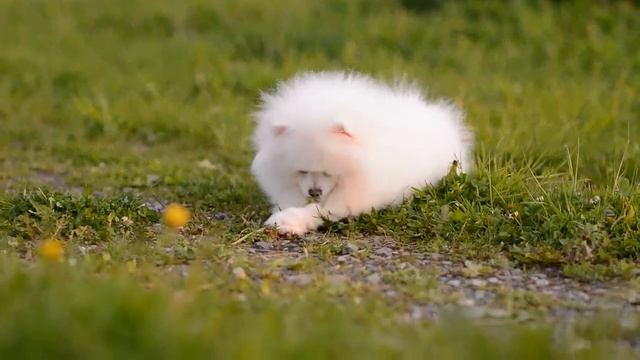 Белоснежная помераночка! Ищет маму! смотреть онлайн