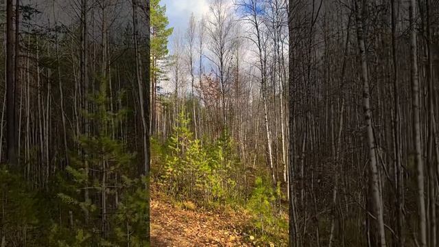 Природа в Архангельской области. Лес - два в одном 😁 смотреть онлайн
