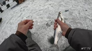 Ловля чехони со льда на чёртик на затоне р. Оки. Зимняя рыбалка 2024/2025.