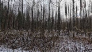 Загонная охота на косулю в начале декабря 2024