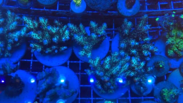 RE The Vinh Acro «REEF EXCLUSIVE» смотреть онлайн