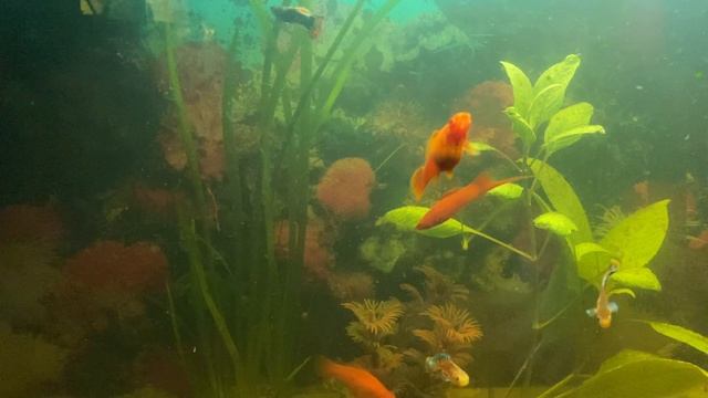 Мой аквариум смотреть онлайн