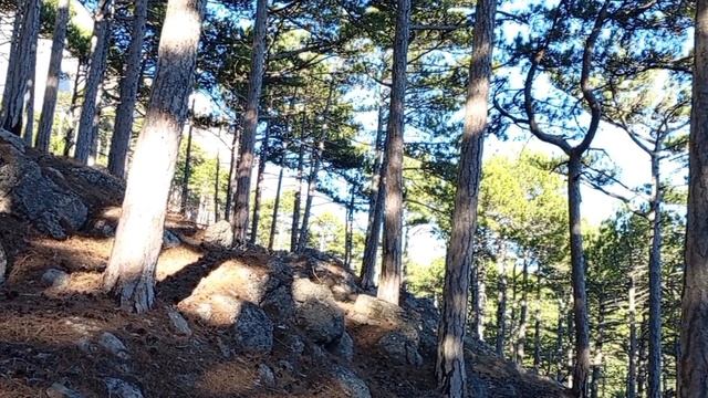 И снова Крестовая. 01.01.25. смотреть онлайн