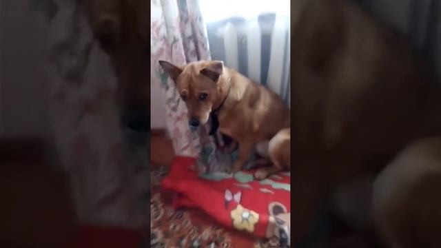 Бойка любит косточку смотреть онлайн