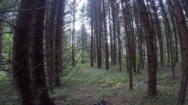 Рябчик пешеход 2