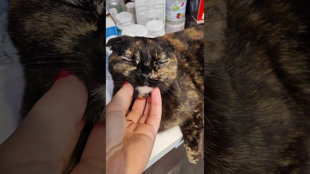 Маленький дракончик и глазастая королевна))) смотреть онлайн