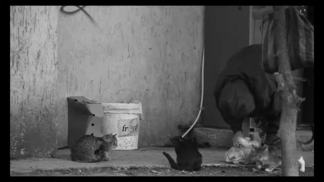 Nabat Gasanova смотреть онлайн