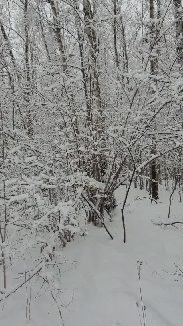 Бутовский лес. Зимний лес. Декабрь 2024г (Часть 4).mp4 смотреть онлайн