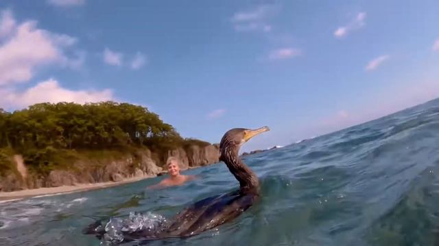 Ручной БАКЛАН , Дальнегорск 9.сент. 2021 #sea #cormorant смотреть онлайн