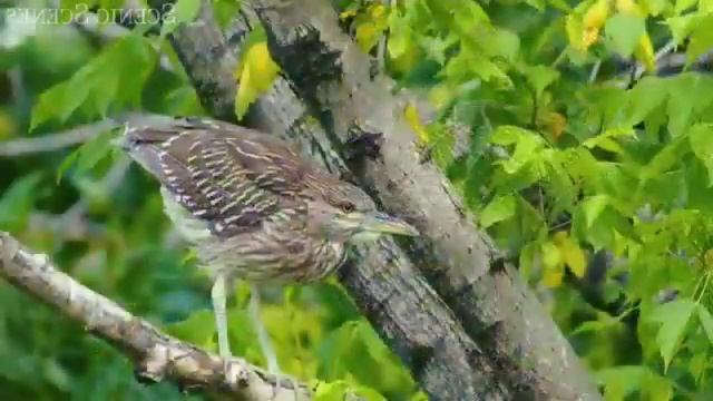 Wildlife_of_Amazon_4K_-_Animals_That_Call_The_Jung смотреть онлайн
