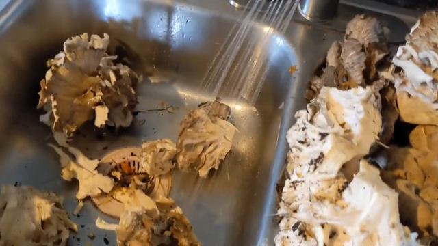 Hen of the woods, Maitake mushrooms! Forage Friday. смотреть онлайн