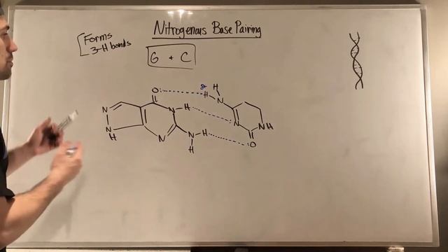 Nitrogenous Bases & Their Pairing Patterns смотреть онлайн