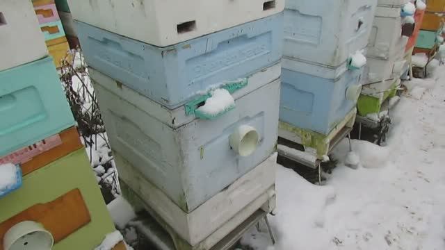 как лучше контролировать зимовку пчел по минимуму беспокоя пчел и не открывая гнезда 1.01.2025 смотреть онлайн