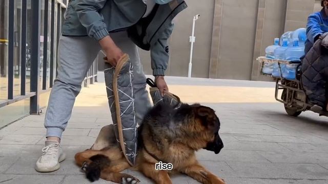 The dog's hind legs are paralyzed and unable to walk, the strong eyes are really distressing смотреть онлайн