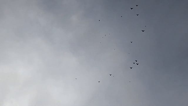 полет голубей. смотреть онлайн
