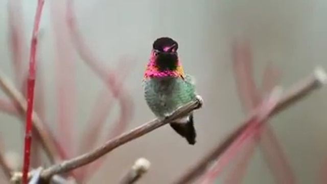 SubhanAllah! Птица Суракаф .