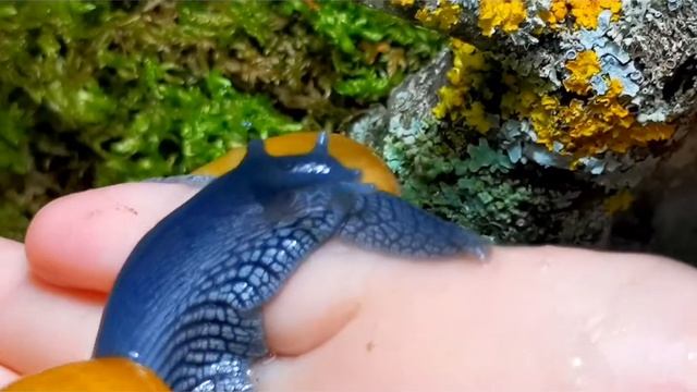 Zachrysia Guanensis Cuba (захрисия гуаненсис)