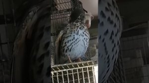 Певчий дрозд Спиридон))