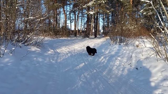 Тибетский Мастиф и первые шаги в лес смотреть онлайн