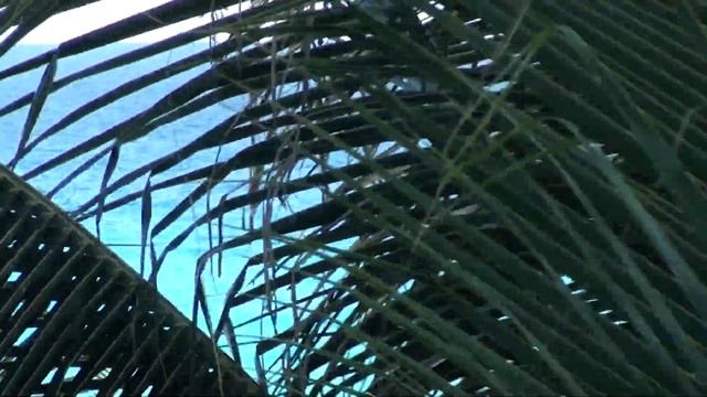 Отель Flamingo 3*.Канкун.Мексика. 00132