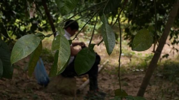 Jack's fateful visit to Ly Tieu Tay and danger lurks! Will Tieu Tay turn out well?